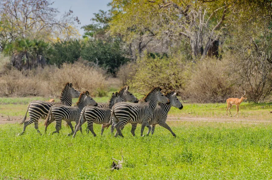Selous-50
