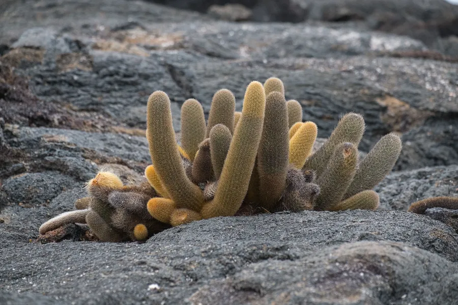 Brachycerus-Nesioticus-2