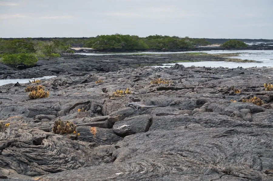 Brachycerus-Nesioticus-1