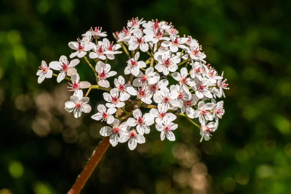 Westbroekpark Bloem Darmera peltata