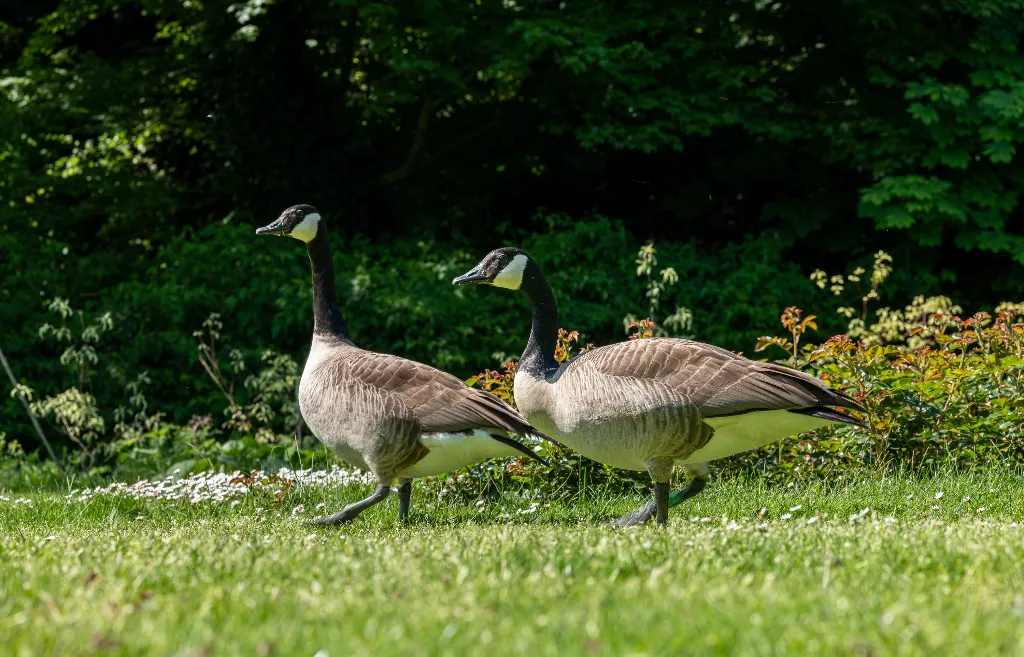 Een paar Canadese ganzen